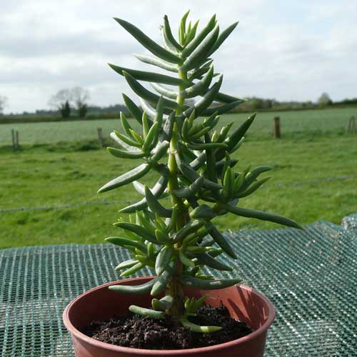 Crassula Tetragona (Chinese Pine)